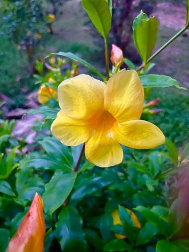 Phetchabun Villa | บ้านสวน nature home