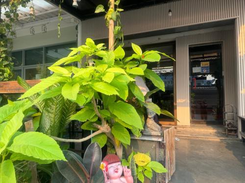 Old City Hostel | Chiangmai Panda Hostel(2)