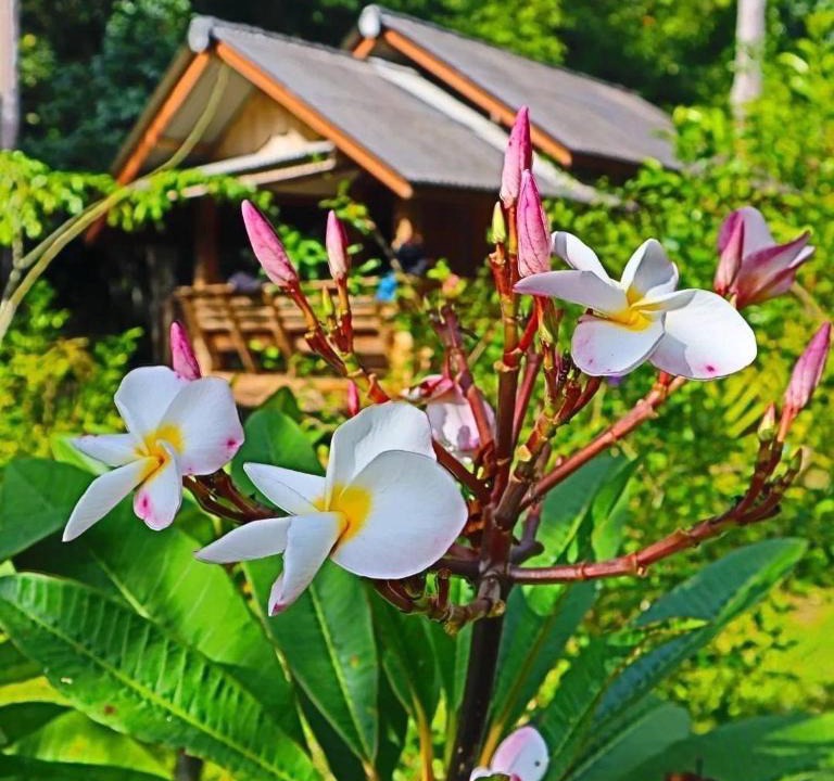 Phanom House | Toh Tao Homestay Camping