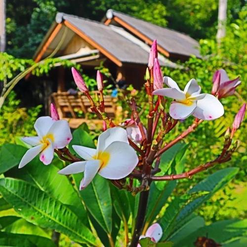 Phanom House | Toh Tao Homestay