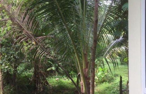 Hua Thanon House | Jungle View Suite