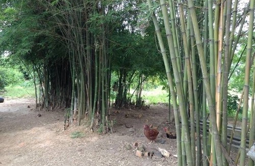 Wang Thong Resort | Private room ∙ 3 guests
