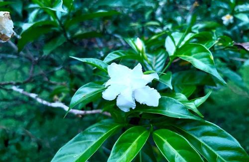 Phetchabun Villa | บ้านสวน nature home