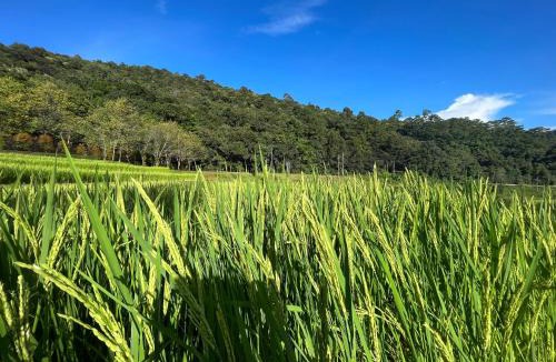 Chom Thong House | Angha forest view บ้านริมไผ่