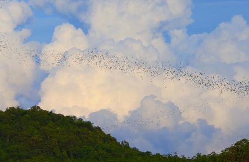 Wang Katha Resort | Bat Cave Glamping Khao Yai
