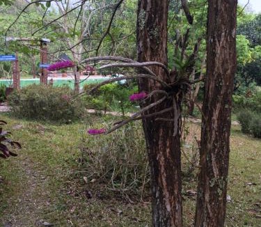 Mueang Pan House | Golden Cloud Farm