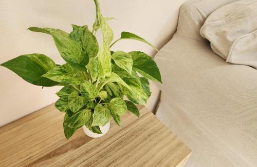 Sattahip House | HOMEis garden villa Sattahip