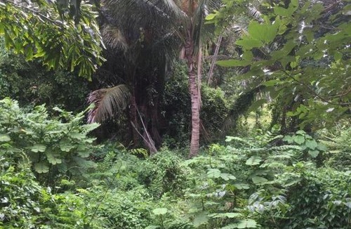 Hua Thanon House | Jungle View Suite