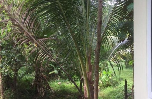 Hua Thanon House | Jungle View Suite
