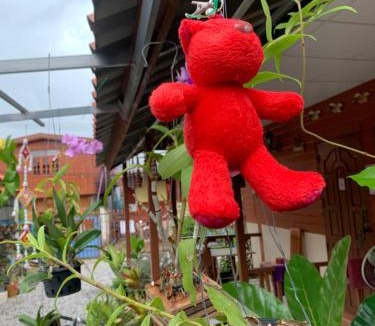 Chiang Khan House | K Khan Garden at Chiang Khan Walking Street