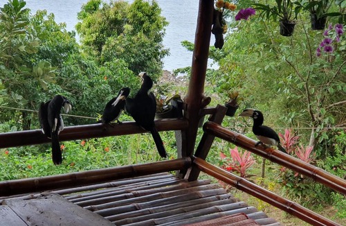 Ranong House | Littleduck bungalow Koh Chang Ranong