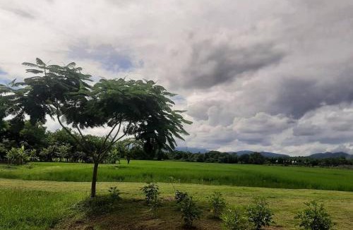 San Pa Thong House | Naam and Nork Vegetarian Farmstay