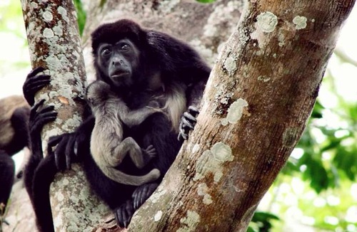 Mombacho Volcano Nature Reserve Hostel | The Treehouse