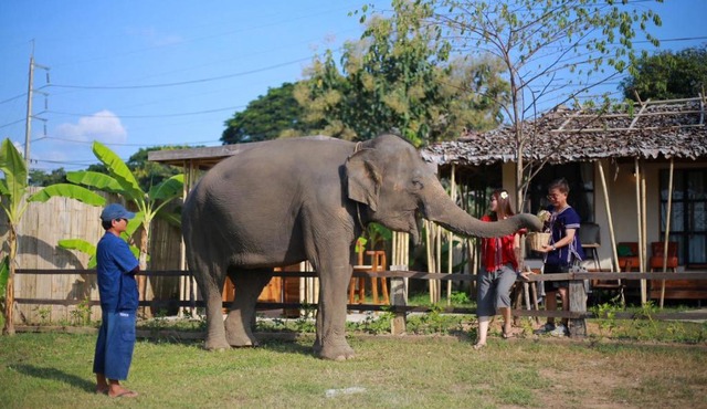 Kokongfai elephants camp in Ban Pak Thang