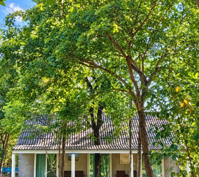 Tha Muang Cabin | Into the Forest