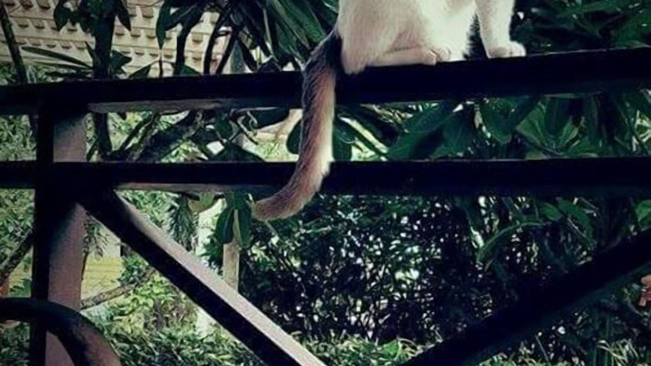 Photo of Patio Balcony in Mueang Kao