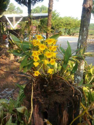 Photo of Others in Phu Ruea