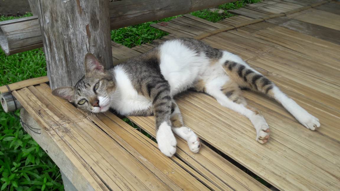 Photo of Others in Pai