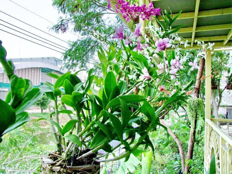 Photo of Others in Bang Phli