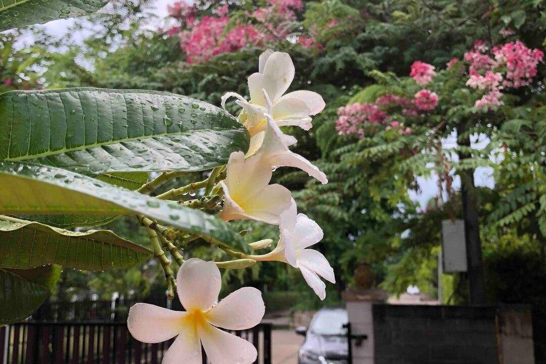 Photo of Outdoor in San Kamphaeng