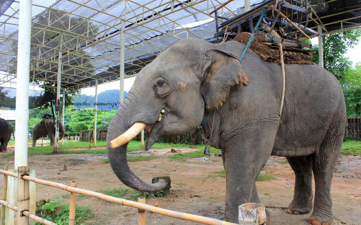 Photo of Others in Chiang Rai