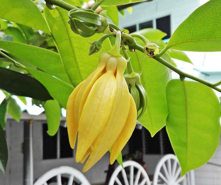 Photo of Others in Nang Rong