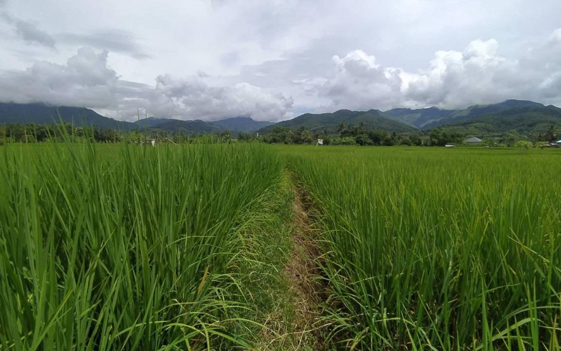 Photo of Others in Pua