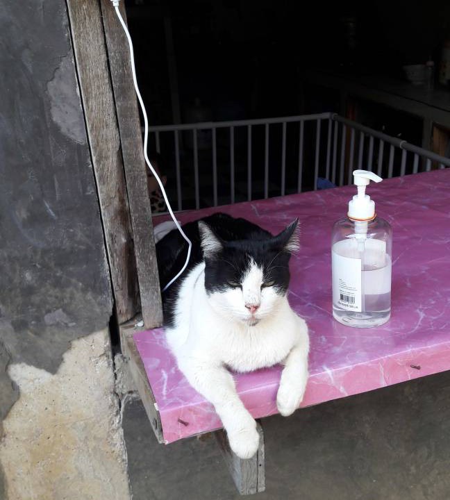 Photo of Others in Pai