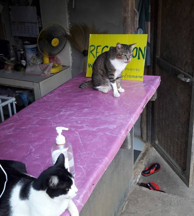 Photo of Others in Pai