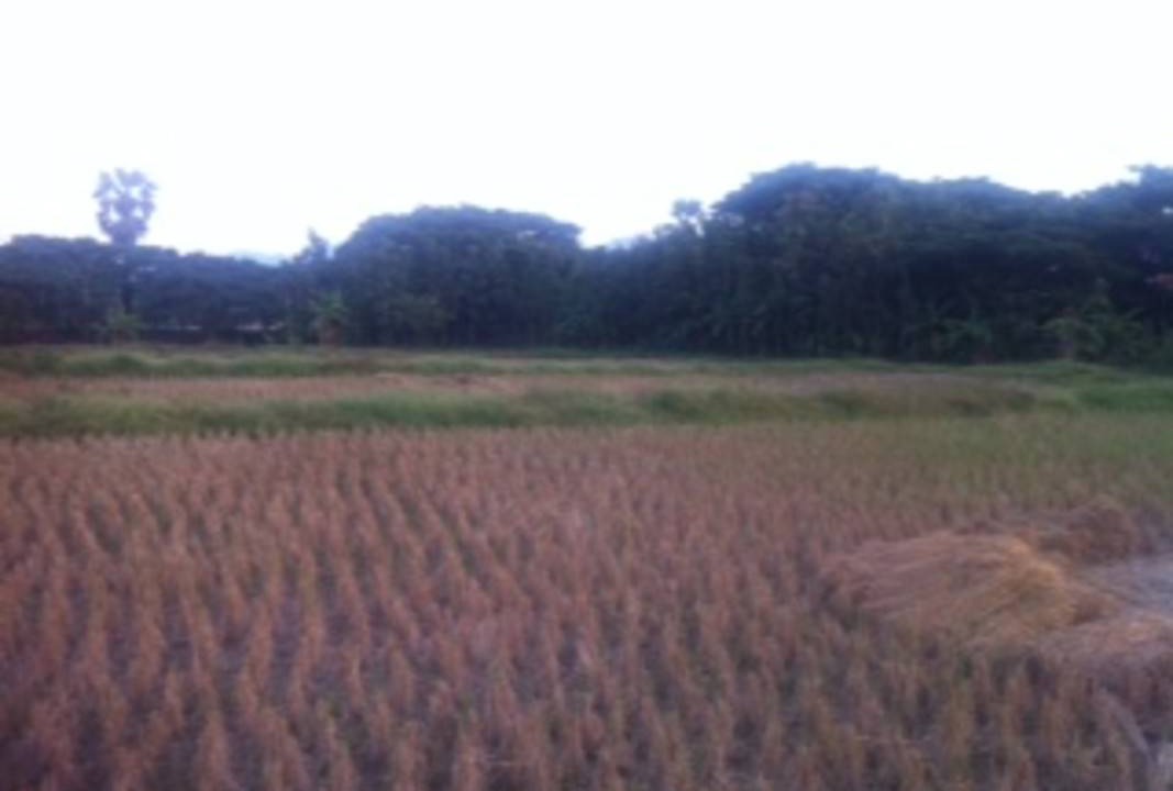 Photo of Others in Lampang