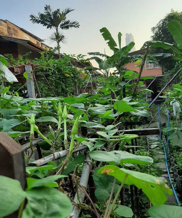 Photo of Others in Thon Buri