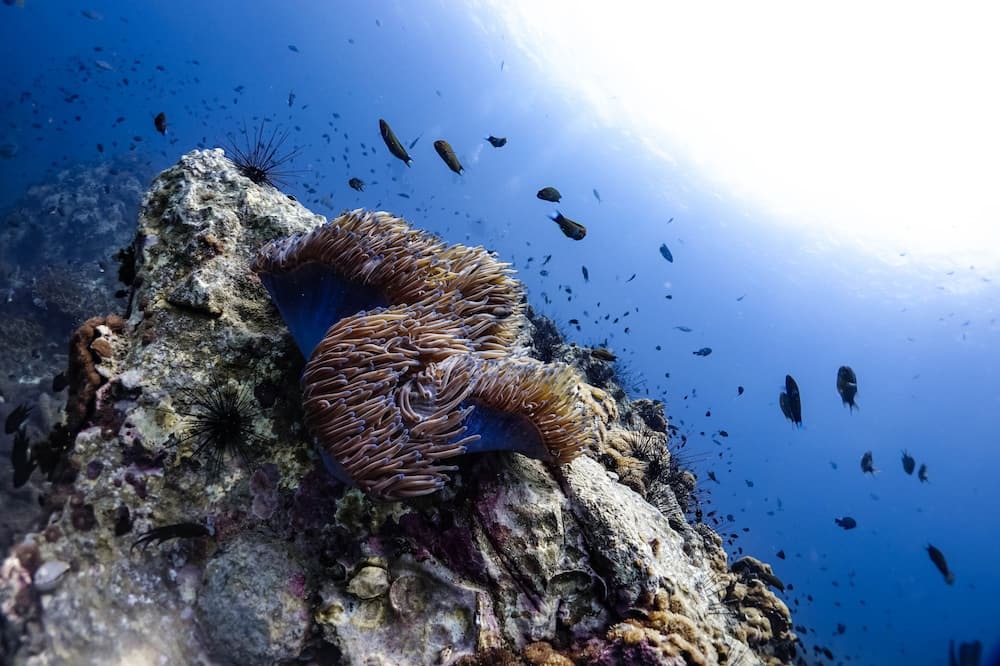 Photo of Outdoor in Koh Tao