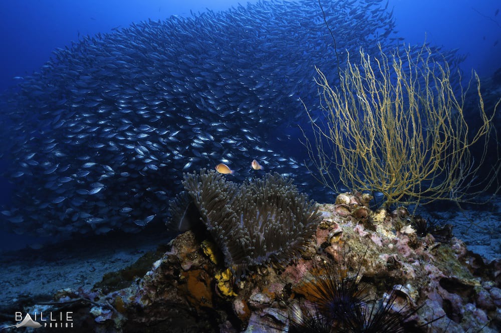 Photo of Others in Koh Tao
