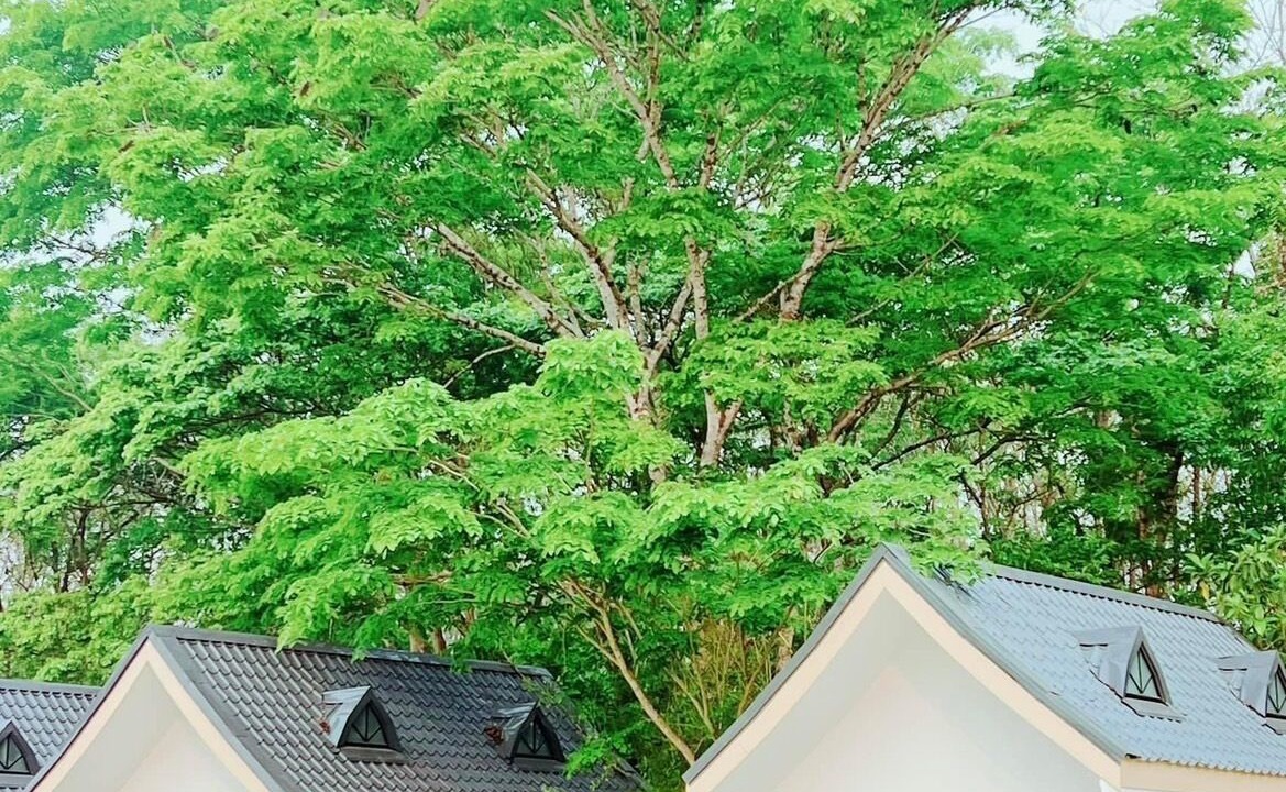 Photo of Outdoor in Chiang Rai