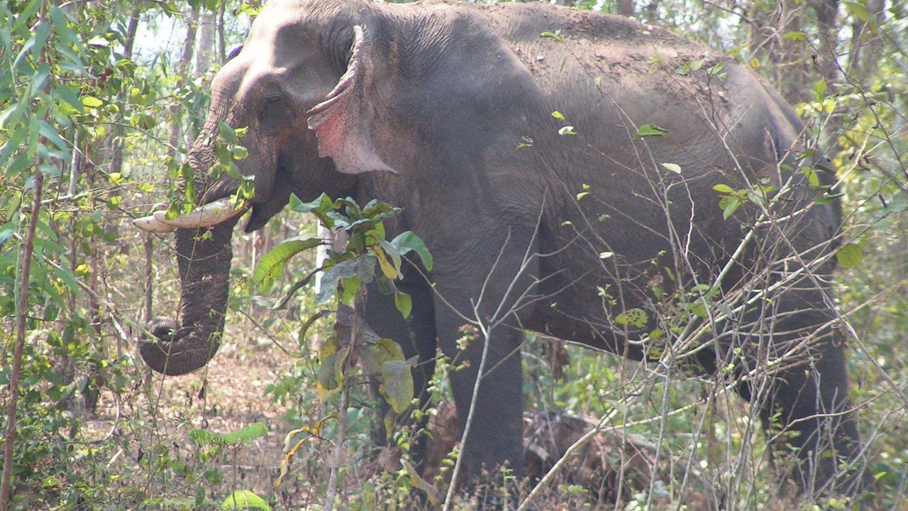 Photo of Others in Sam Roi Yot