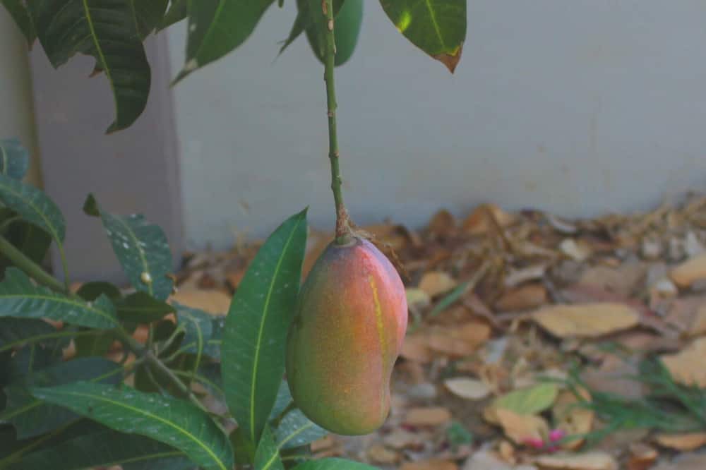 Photo of Outdoor in Cha-am