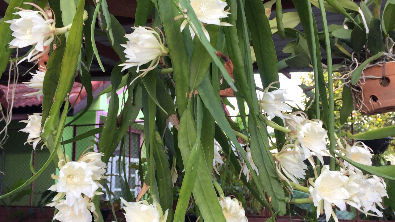 Photo of Outdoor in Ban Phe