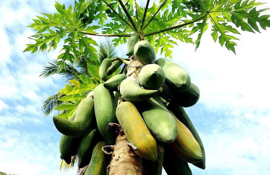 Photo of Outdoor in Sawankhalok
