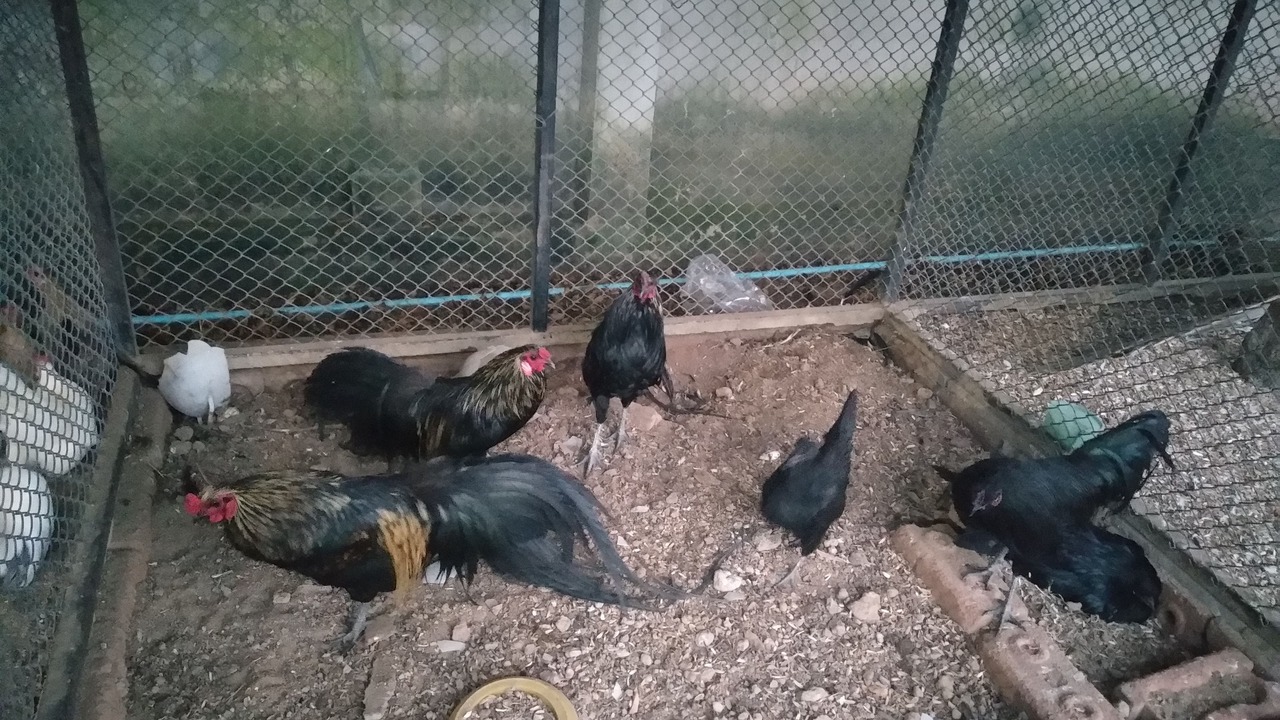 Photo of Outdoor in Phanat Nikhom