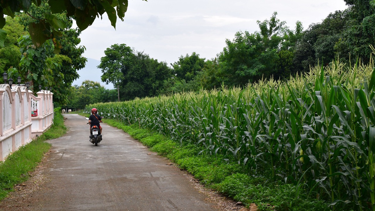 Photo of Outdoor in San Sai