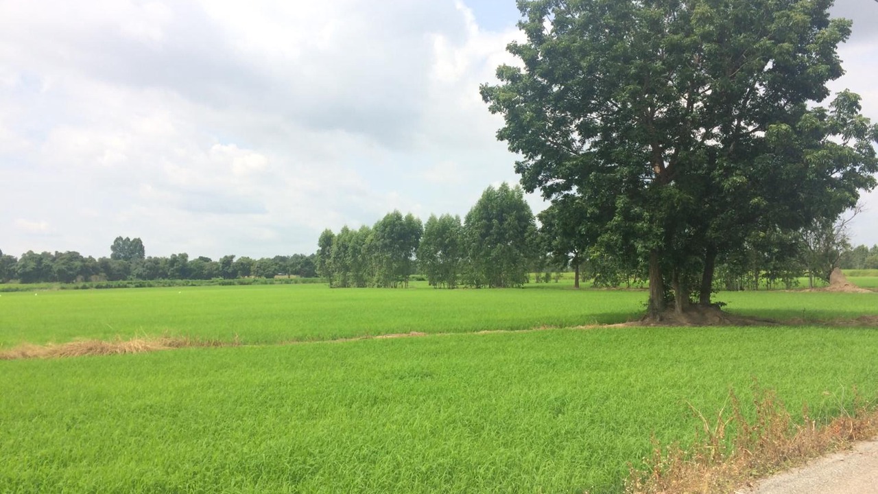 Photo of Outdoor in Phanom Sarakham