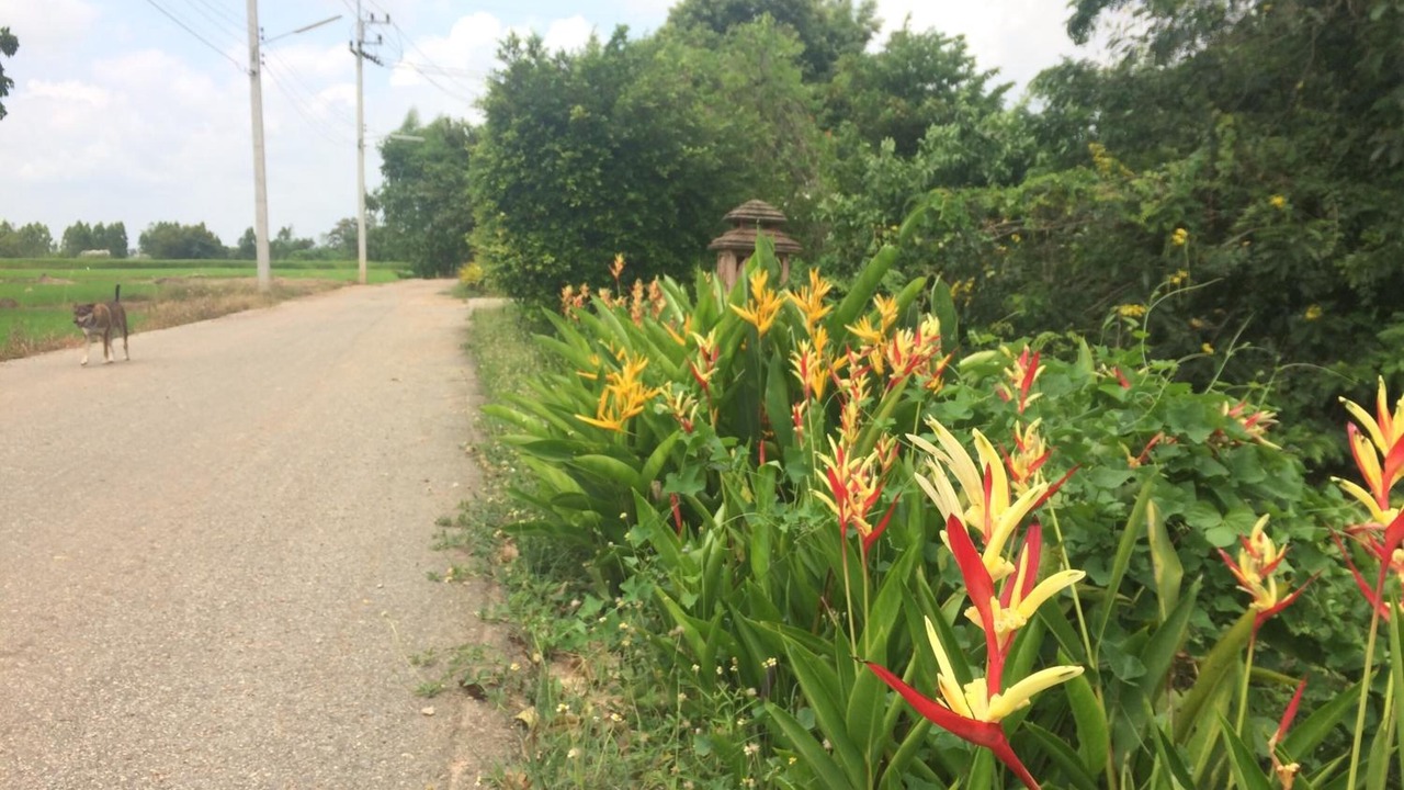 Photo of Outdoor in Phanom Sarakham