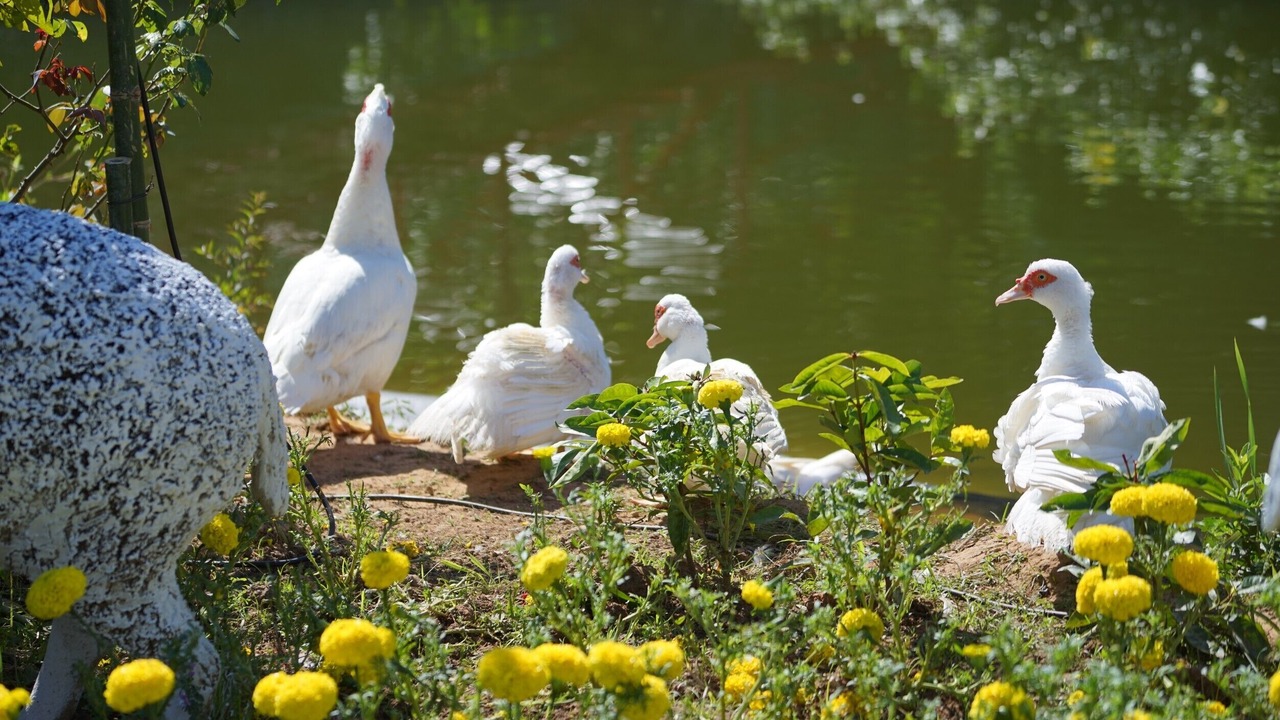 Photo of Outdoor in San Kamphaeng