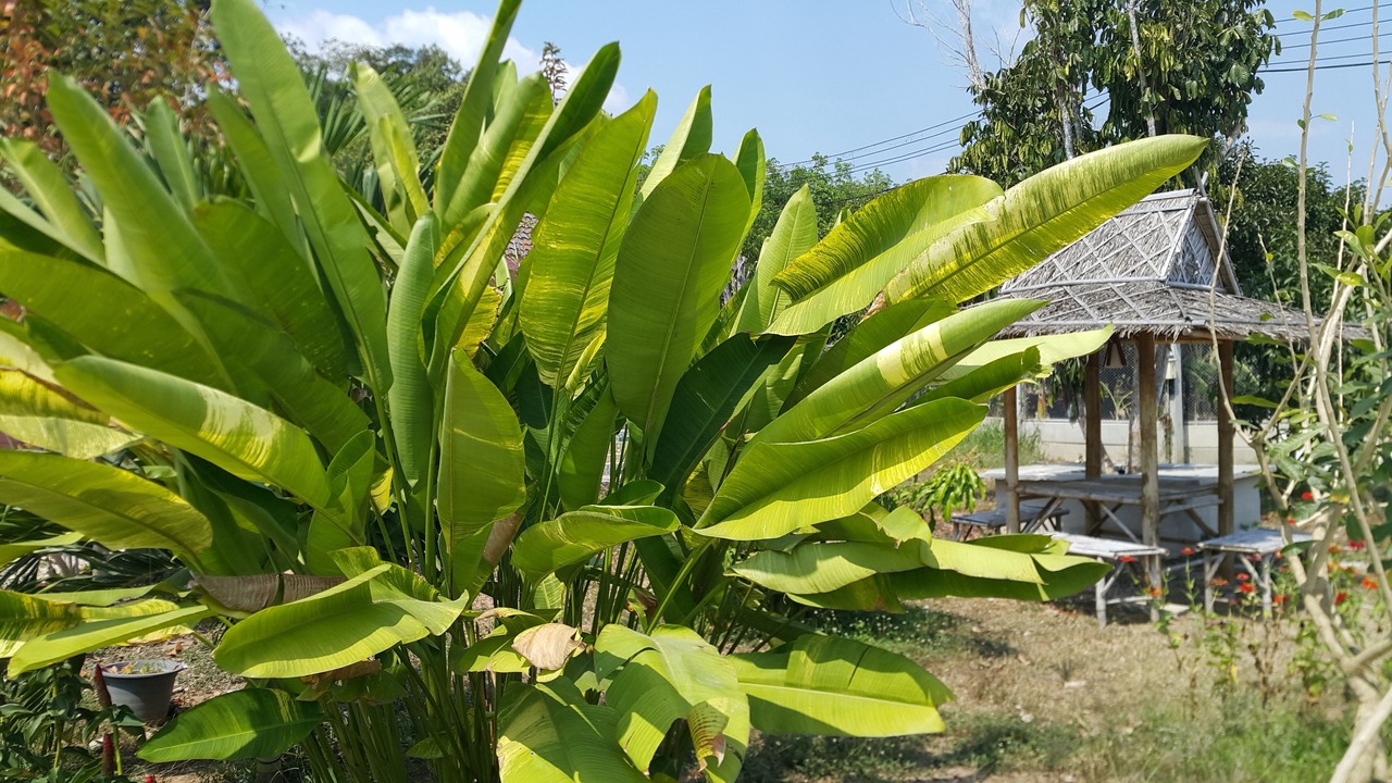 Photo of Outdoor in Na Yai Am
