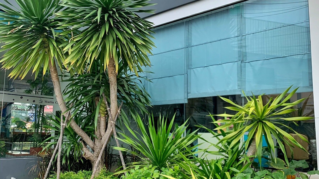Photo of Outdoor in Makham Tia