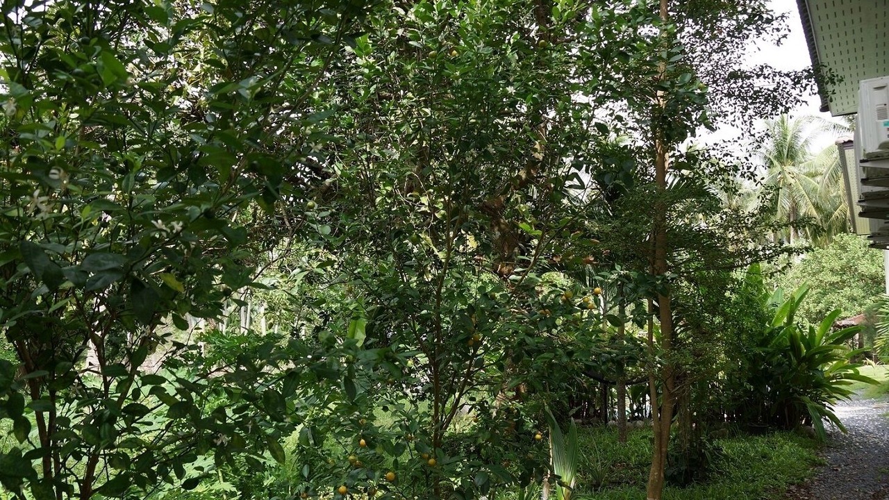 Photo of Outdoor in Wok Tum