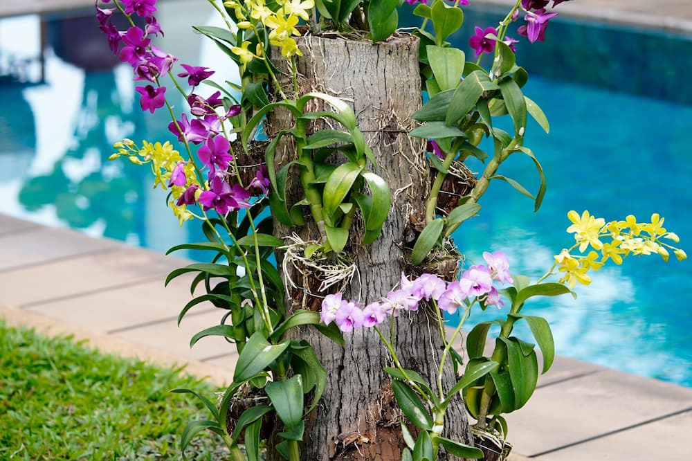 Photo of Outdoor in Mae Nam