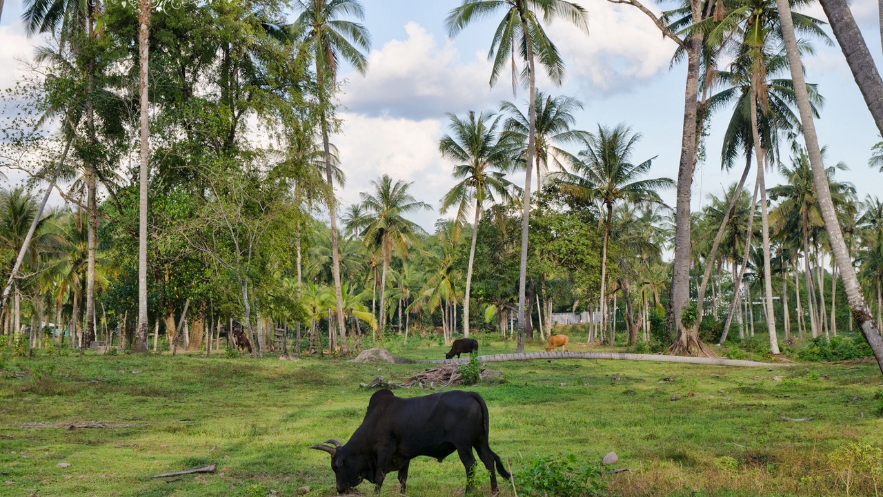 Photo of Outdoor in Pak Nam