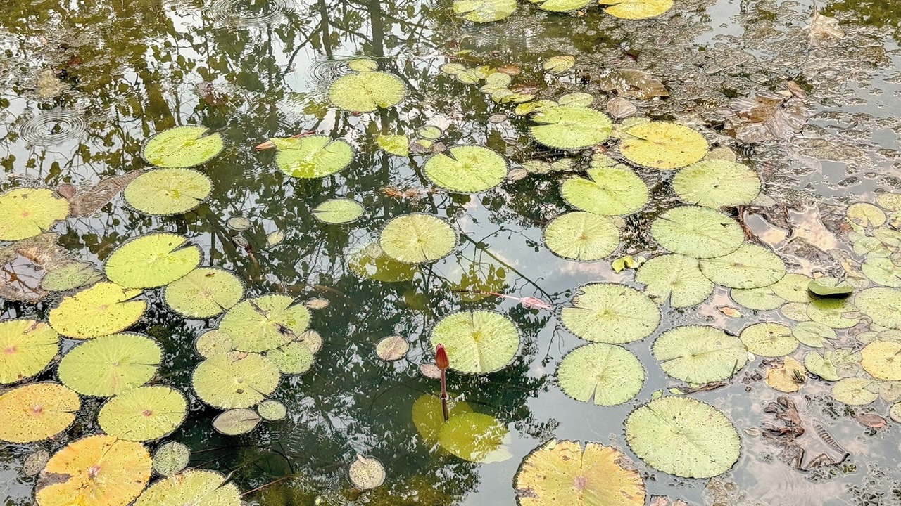 Photo of Outdoor in San Kamphaeng