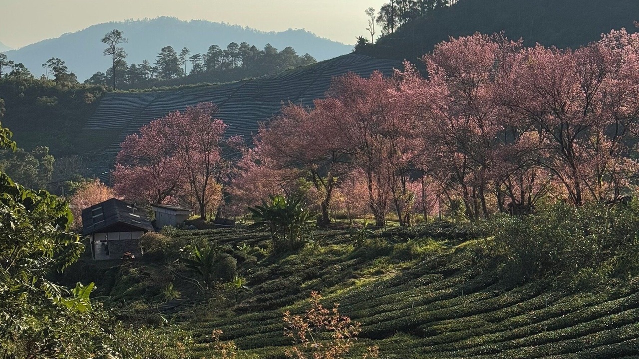 Photo of Others in Mae Wang